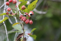Paullinia trigonia