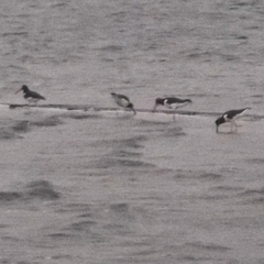 Haematopus palliatus