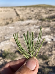 Nerisyrenia linearifolia