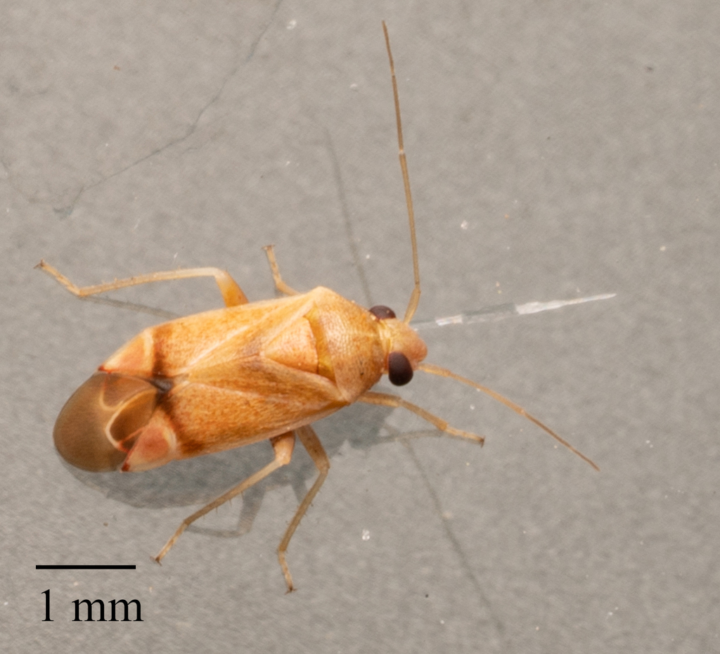 Dichrooscytus cuneatus