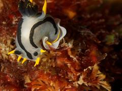 Polycera capensis