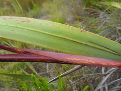 Watsonia zeyheri