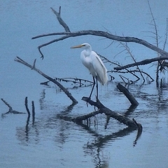 Ardea alba