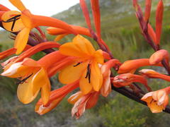 Watsonia zeyheri