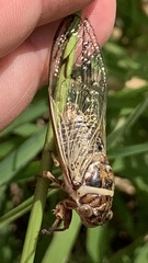 Diceroprocta marevagans