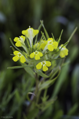 Castilleja campestris