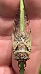 Diceroprocta marevagans