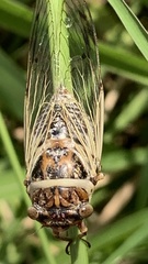 Diceroprocta marevagans