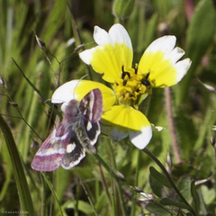 Schinia pulchripennis