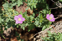 Rosa woodsii gratissima