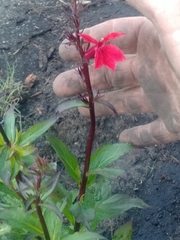 Lobelia cardinalis