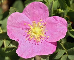Rosa woodsii gratissima