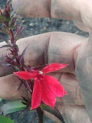 Lobelia cardinalis
