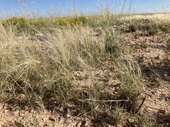 Scleropogon brevifolius