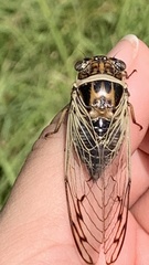 Diceroprocta marevagans