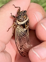 Diceroprocta marevagans