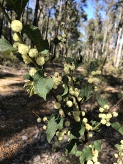 Acacia urophylla