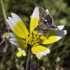 Schinia pulchripennis