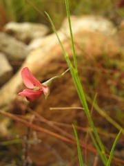 Psoralea implexa