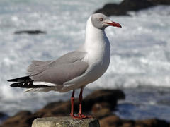 Chroicocephalus cirrocephalus poiocephalus