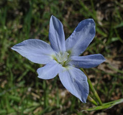 Moraea polyanthos