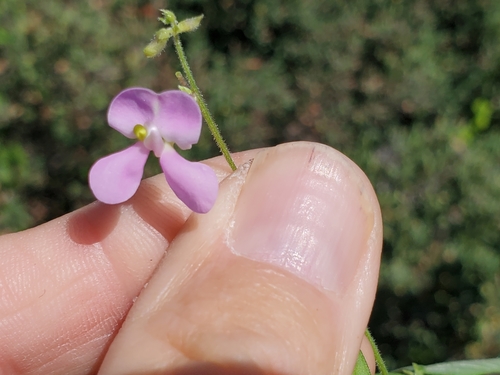 Image of Tepary Bean (Phaseolus acutifolius) by no rights reserved