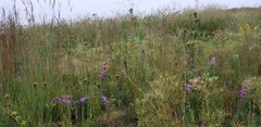 Liatris aspera