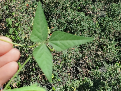 Image of Tepary Bean (Phaseolus acutifolius) by no rights reserved