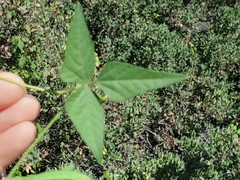 Phaseolus acutifolius