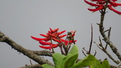 Selasphorus scintilla