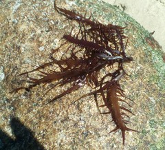 Chondracanthus chamissoi