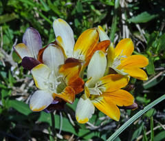 Freesia fergusoniae