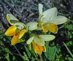 Freesia fergusoniae