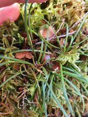 Abrotanella linearis