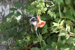 Poecile carolinensis image