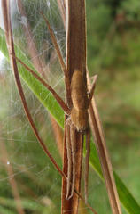 Nilus