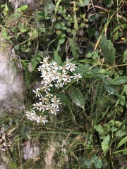 Aster albescens