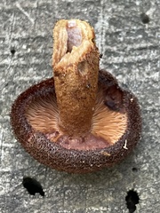 Tricholomopsis formosa