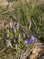 Gentianopsis holopetala