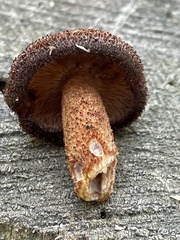 Tricholomopsis formosa