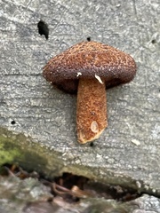 Tricholomopsis formosa