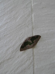 Celenna festivaria