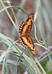 Byblia anvatara acheloia