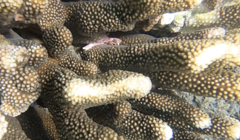 Trapezia rufopunctata