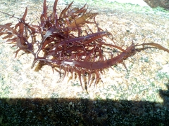 Chondracanthus chamissoi