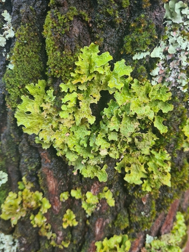 Lobaria macaronesica