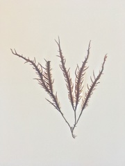 Chondracanthus chamissoi