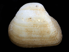 Striarca pisolina