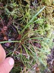 Abrotanella linearis