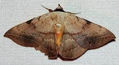 Hypopyra capensis
